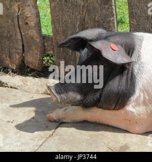 Closeup portrait of a British Saddleback Pig (Sus scrofa domesticus) in summer sunshine