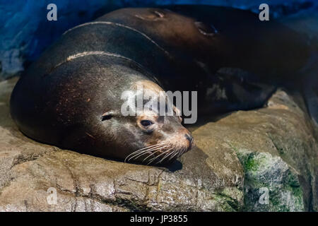 sea lion resting on rock Stock Photo