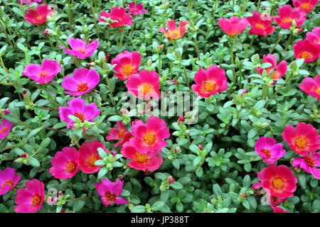 Portulaca or Moss Rose plants with bright pink blossoms enjoy the sunshine. Stock Photo