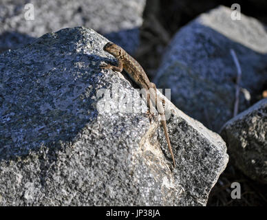 Western Fence lizard, along Alameda Creek, Regional Trail, Union City, CA USA Stock Photo