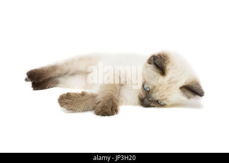 Kitten on white background, kitten plays, summer, Siamese cat Stock Photo