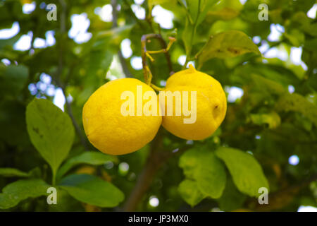 Sicilian lemons on sale Stock Photo - Alamy