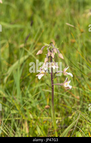 Marsh Helleborine, Epipactis palustris, in grass Stock Photo