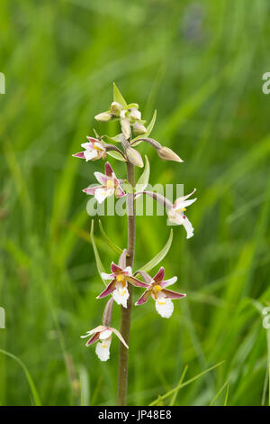 Marsh Helleborine, Epipactis palustris, in grass Stock Photo
