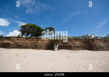 Tree that has slipped onto beach due to coastal erosion in Cornwall Stock Photo