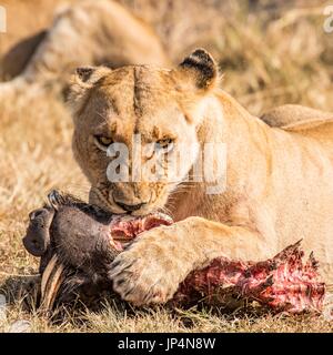 Beautiful African Wildlife Stock Photo