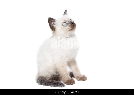 Kitten on white background, kitten plays, summer, Siamese cat Stock Photo