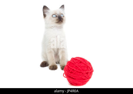 Kitten on white background, kitten playing with ball, summer, Siamese cat Stock Photo