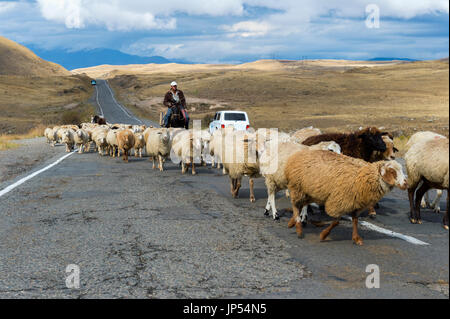 Shephard conducting a group of sheep down a road, Tavush Province, Armenia Stock Photo