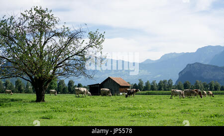Europe, Switzerland, St. Gallen, Sargans, Wangs - Kühe auf der Weide im Morgentau cows on green pastures in morning dew Stock Photo