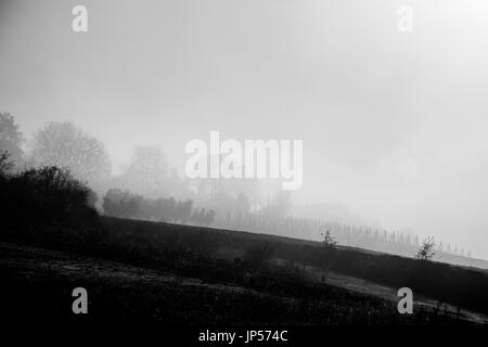 Trees and vineyards in the midst of fog and mist in winter, on cultivated fields Stock Photo