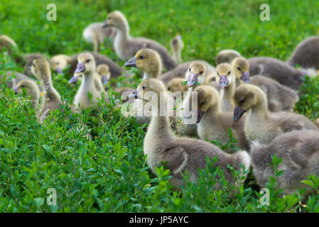 A Young geese stand in green grass Stock Photo