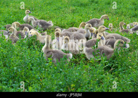 A Young geese stand in green grass Stock Photo
