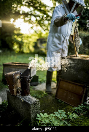 Beekeeper wearing a veil lifts a tray covered in honeybees out of a beehive. Stock Photo