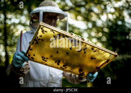 Beekeeper wearing a veil holding an inspection tray covered in bees. Stock Photo