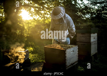 Beekeeper wearing a beekeeping suit with mesh face mask, inspecting an open beehive. Preparing to collect honey. Stock Photo