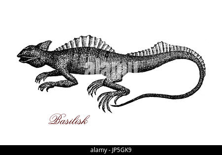 Engraving portrait of common basilisk, known also as  Jesus Christ lizard for its ability to run on the water surface. It lives in tropical rain forest of South America and has  a fin-like crests down its back Stock Photo