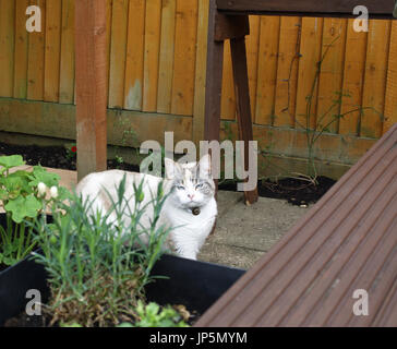 Beautiful colourpoint Ragdoll Cat in English garden Stock Photo