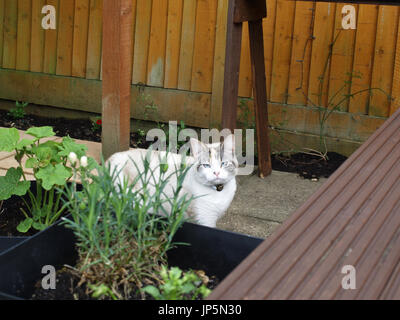 Beautiful colourpoint Ragdoll Cat in English garden Stock Photo