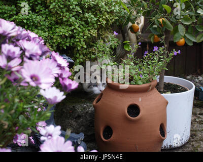 Beautiful colourpoint Ragdoll Cat hiding in English garden Stock Photo