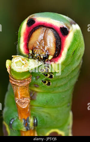 Puss moth caterpillar (Cerura vinula) Stock Photo