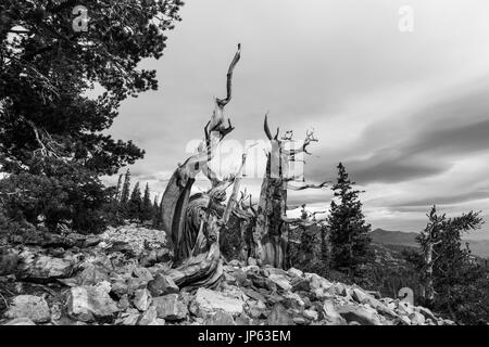 Black and white of ancient Bristlecone Pines at Great Basin National Park in Northern Nevada.  Bristlecone Pines are the oldest trees in the world.