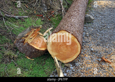 Newly Felled Tree Log Killhope Stock Photo