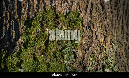 Old tree covered by green moss Stock Photo