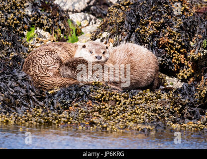 Female Eurasian otter (Lutra lutra) & her well grown cub relaxing, Shetland, UK Stock Photo