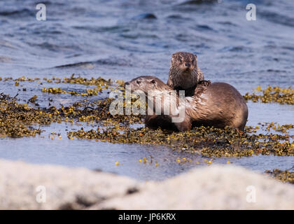 Female Eurasian otter (Lutra lutra) & her well grown cub playing, Shetland, UK Stock Photo