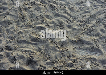 Beach sand with bird footprints Stock Photo