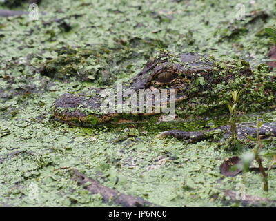 Alligator hiding in swamp. Stock Photo