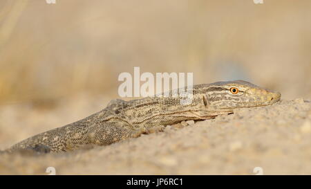 Monitor Lizard Out of His den Stock Photo