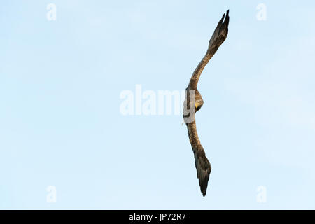 White-tailed Sea Eagle (Haliaeetus albicilla) flying against blue sky, Norway Stock Photo