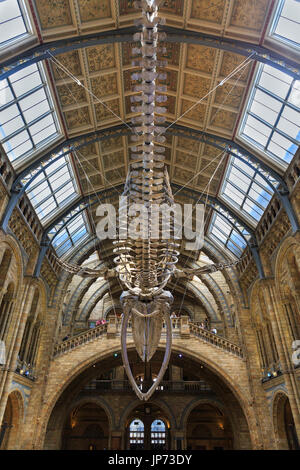 The new Blue Whale skeleton, suspended from the ceiling of the Central Hitze Hall, Natural History Museum, London Stock Photo