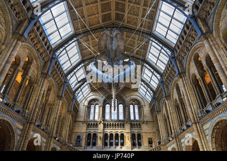 The new Blue Whale skeleton, suspended from the ceiling of the Central Hitze Hall, Natural History Museum, London Stock Photo