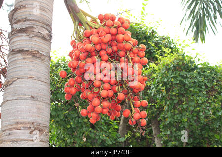 betel nut Stock Photo