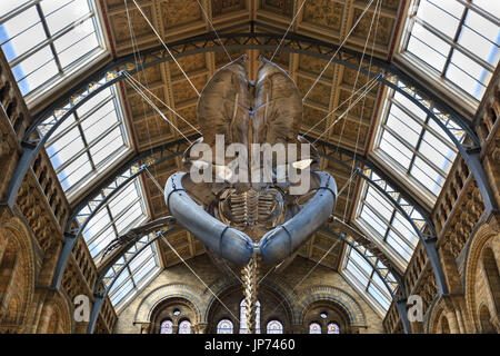 The new Blue Whale skeleton, suspended from the ceiling of the Central Hitze Hall, Natural History Museum, London Stock Photo