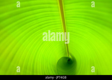 Background and backdrop texture: Green natural banana leaf with free space for copy past text Stock Photo