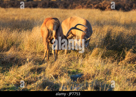 Two red deer males, or stags, locking antlers during the rut in warm evening sunlight, UK