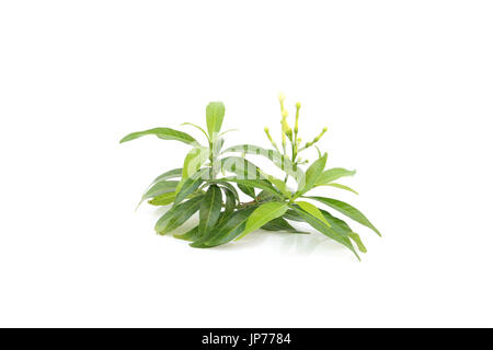 leaf of Gardenia on isolated Stock Photo