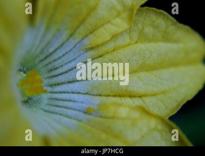 close up - macro - view of a yellow color cucumber - Cucumis sativus - flower Stock Photo