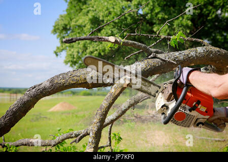 Professional is cutting trees using a chainsaw Stock Photo