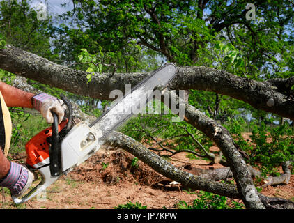 Professional is cutting trees using a chainsaw Stock Photo
