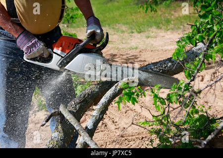 Professional is cutting trees using a chainsaw Stock Photo