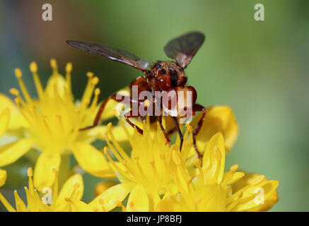 European Common thick-headed Fly (Sicus ferrugineus - Conopidae) feeding on tansy ragwort flowers. Stock Photo