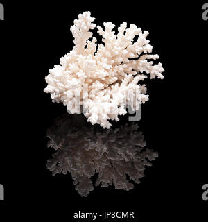 White coral on black glossy background isolated with real reflection Stock Photo