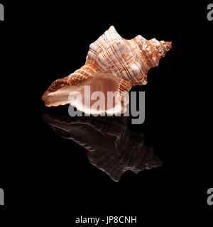 Sea shell with real reflection on black glossy background isolated Stock Photo