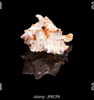 Sea shell with real reflection on black glossy background isolated Stock Photo