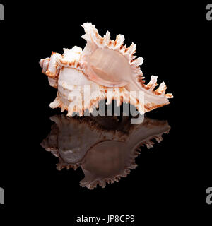 Sea shell with real reflection on black glossy background isolated Stock Photo